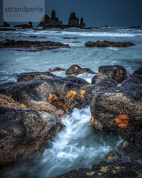 Seestern am Motukiekie Beach  nahe Punakaiki  Westküste der Südinsel  Neuseeland  Pazifik