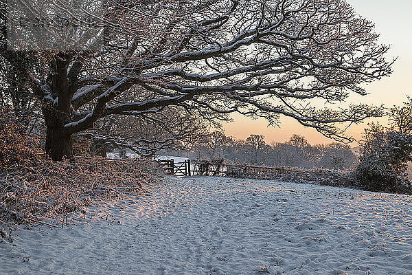 Schneebedeckte High Weald Landschaft bei Sonnenaufgang  Burwash  East Sussex  England  Vereinigtes Königreich  Europa