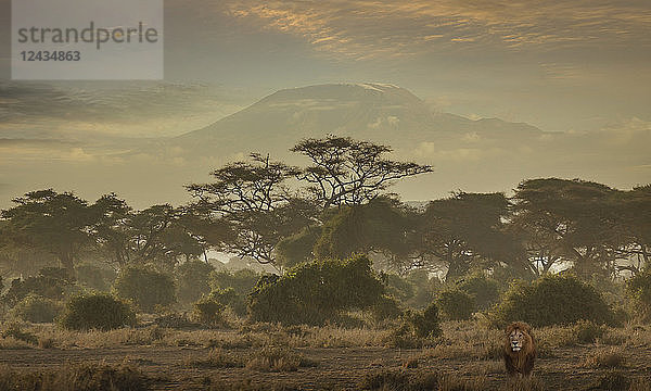 Löwe unter dem Kilimandscharo im Amboseli-Nationalpark  Kenia  Ostafrika  Afrika