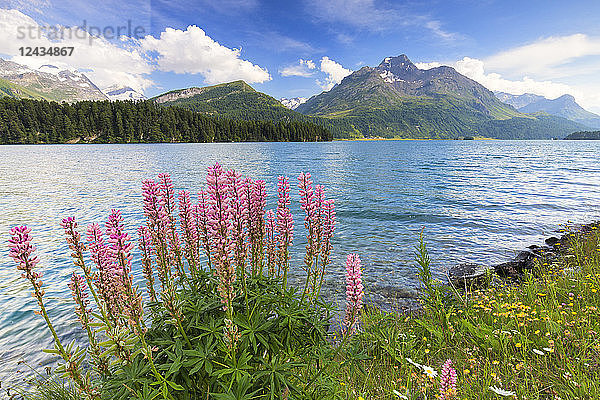 Blüte der Lupine (Lupinus) bei Lej da Sils  Engadin  Graubünden  Schweiz  Europa