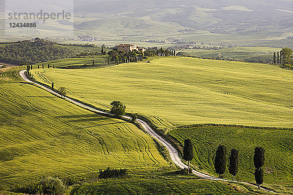 Zypressen und grüne Felder in der Nachmittagssonne im Agriturismo Terrapille (Villa Gladiator) in der Nähe von Pienza in der Toskana  Italien  Europa