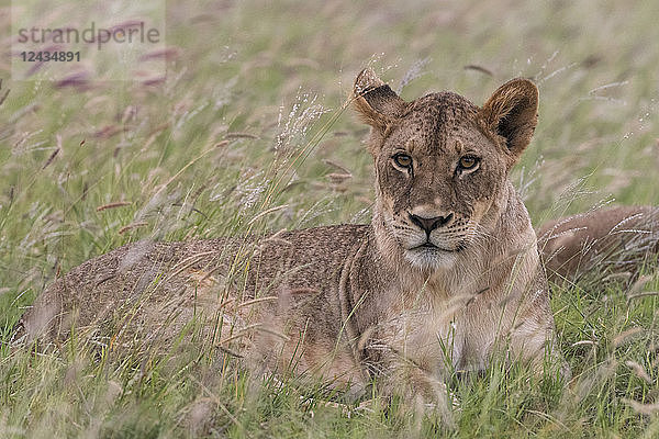 Porträt einer Löwin (Panthera leo)  in einem Feld mit lila Gras  Kenia  Ostafrika  Afrika