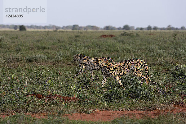 Zwei Geparden (Acinonyx jubatus)  die in der Savanne spazieren gehen  Tsavo  Kenia  Ostafrika  Afrika