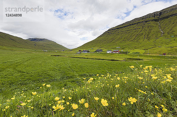 Wildblumen auf den grünen Hügeln von Kollafjorour  Gemeinde Torshavn  Insel Streymoy  Färöer Inseln  Dänemark  Europa