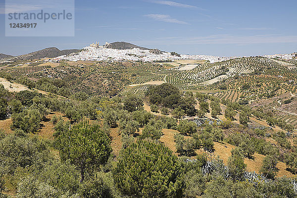 Typische andalusische Landschaft mit Olivenhainen und der weißen Stadt Olvera  Provinz Cádiz  Andalusien  Spanien  Europa