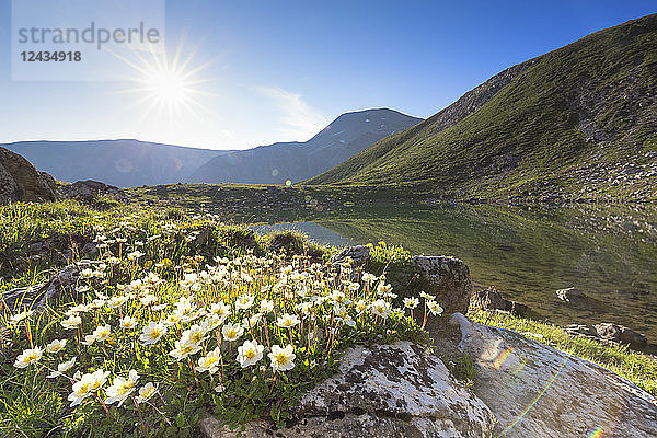 Sommerblüte am Lej da Prastinaun  Arpiglia-Tal (Val Arpiglia)  Engadin  Graubünden  Schweiz  Europa