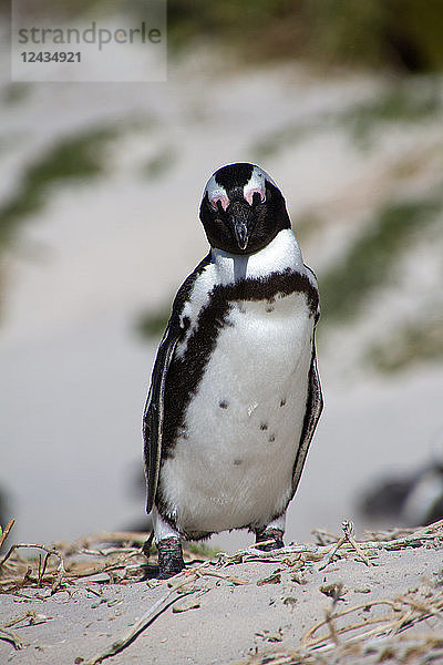 Afrikanischer Pinguin am Boulder's Beach  Kapstadt  Südafrika  Afrika