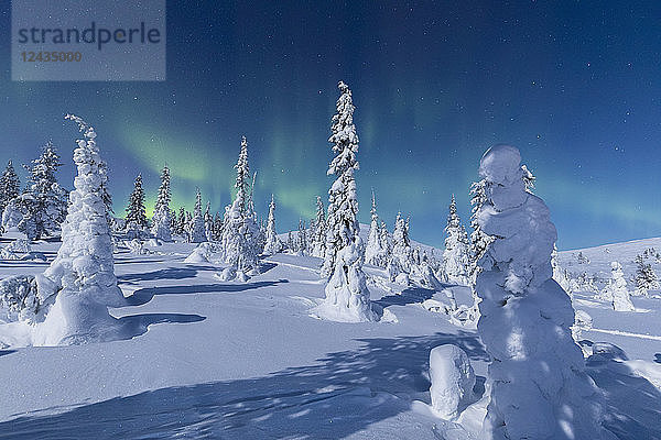 Nordlichter (Aurora Borealis) über den verschneiten Wäldern  Pallas-Yllastunturi-Nationalpark  Muonio  Lappland  Finnland  Europa