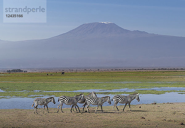 Zebras unter dem Kilimandscharo im Amboseli-Nationalpark  Kenia  Ostafrika  Afrika