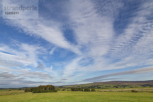 Schafe grasen auf einem Feld mit den Hügeln des Forest of Bowland in Lancashire unter einem dramatischen Himmel  Lancashire  England  Vereinigtes Königreich  Europa