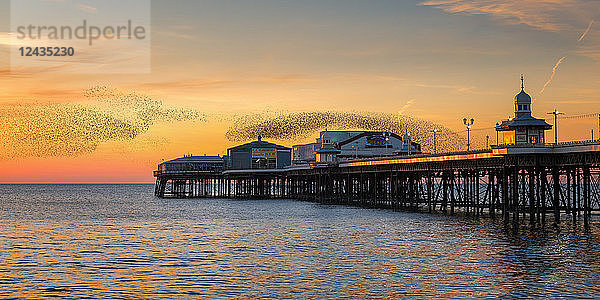 Starling Murmuration  Blackpool Pier bei Sonnenuntergang  Lancashire  England  Vereinigtes Königreich  Europa