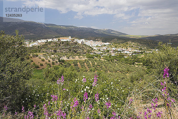 Blick im Frühling über das weiße andalusische Dorf El Burgo  Provinz Malaga  Andalusien  Spanien  Europa