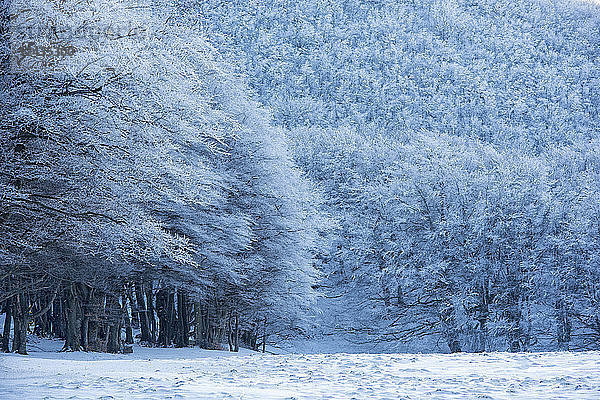 Wald mit Schnee im Winter  Monte Cucco Park  Apennin  Umbrien  Italien  Europa