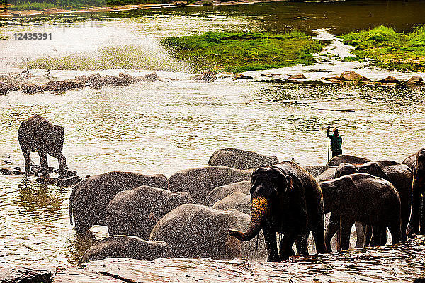 Elefanten in Pinnawala  Sri Lanka  Asien