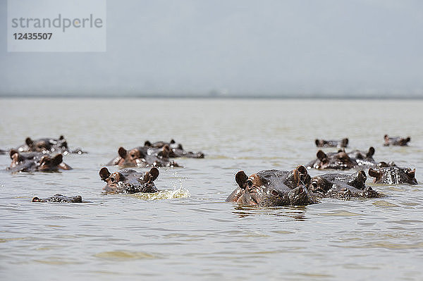 Flusspferde (Hippopotamus amphibius)  im Gipe-See  Tsavo  Kenia  Ostafrika  Afrika