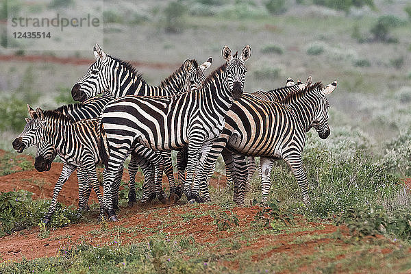 Steppenzebras (Equus quagga)  Tsavo  Kenia  Ostafrika  Afrika