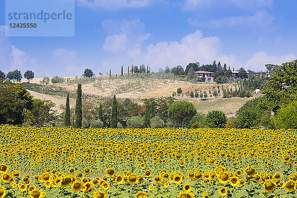 Sonnenblumen und blauer Himmel in der Landschaft der Toskana in der Nähe von Siena  Toskana  Italien  Europa