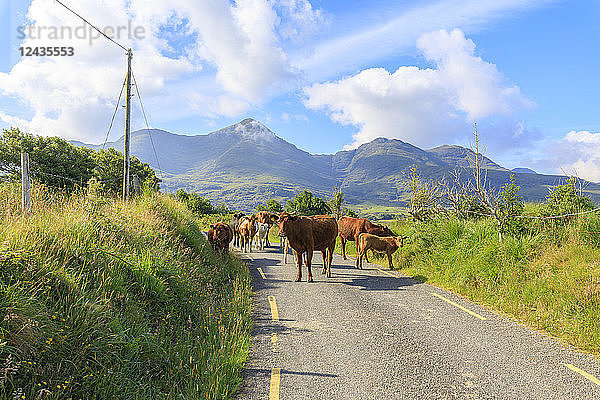 Kühe auf der Straße  Killarney National Park  Grafschaft Kerry  Munster  Republik Irland  Europa
