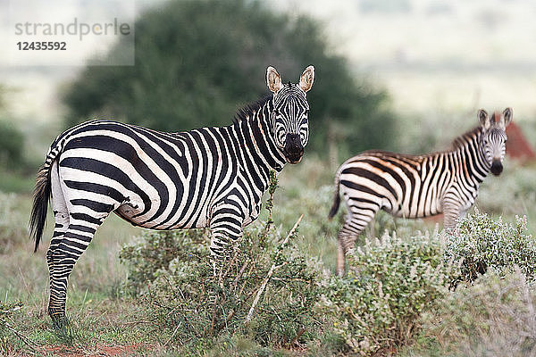 Steppenzebras (Equus quagga)  Tsavo  Kenia  Ostafrika  Afrika