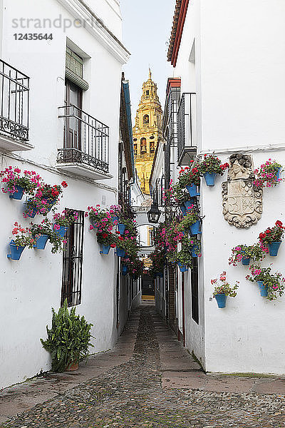 Calleja de las Flores und die Mezquita  Cordoba  Andalusien  Spanien  Europa