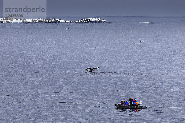 Fluke eines Buckelwals (Megaptera novaeangliae)  beobachtet von Touristen im Zodiac  Torgersen Island  Antarktische Halbinsel  Antarktis  Polargebiete