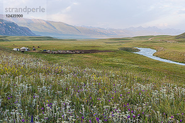 Wildblumen und Jurtensiedlung  Naryn-Schlucht  Region Naryn  Kirgisistan  Zentralasien  Asien