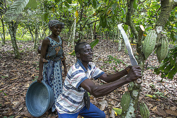 Bauer erntet Kakaoschoten mit seiner Frau  Elfenbeinküste  Westafrika  Afrika