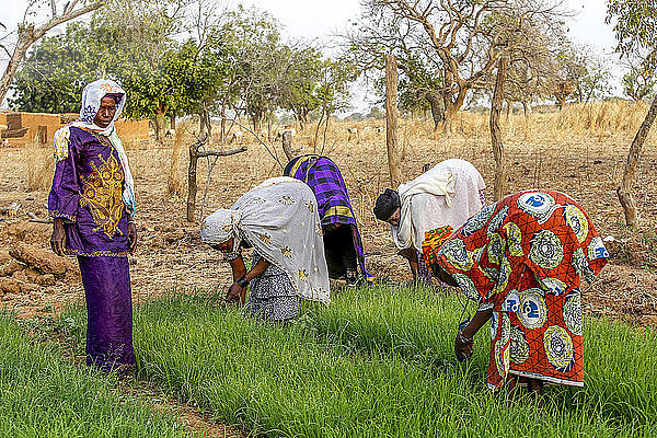 Mitglieder einer Kooperative bei der Arbeit in einem Gemüsegarten  UBTEC NGO in einem Dorf nahe Ouahigouya  Burkina Faso  Westafrika  Afrika