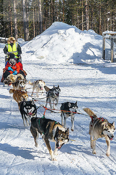 Sechs Husky-Hundegespanne mit Schlitten  Fahrer und zwei Passagieren  Husky Farm  Torassieppi  Lappland  Nordfinnland  Europa