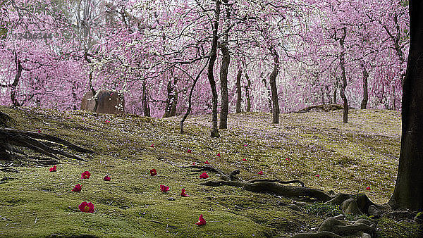Kamelie im Moosgarten während der Pflaumenblüte  Jonan-gu-Schrein  Kyoto  Japan  Asien