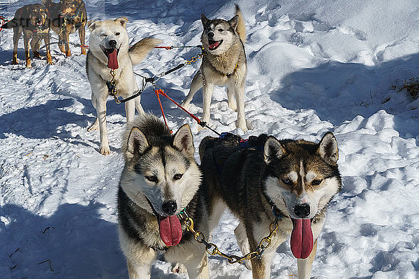 Sechs Schlittenhunde halten nach einer Safari im Schnee inne  Husky Farm  Torassieppi  Lappland  Nordfinnland  Europa