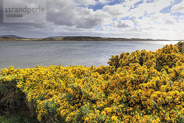 Gelb blühender Ginster (Ulex)  ferne Berge  gutes Wetter  The Narrows  Stanley Harbour  Port Stanley  Falklandinseln  Südamerika