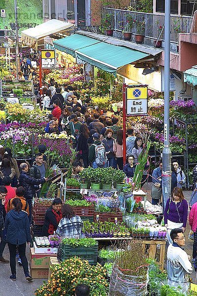Chinesischer Neujahrsblumenmarkt  Hongkong  China  Asien