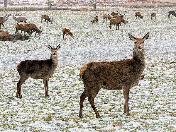 Hirsche im Winter  Richmond Park  Richmond  London  England  Vereinigtes Königreich  Europa