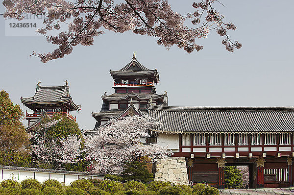 Schloss Momoyama während der Kirschblütenzeit  Kyoto  Japan  Asien