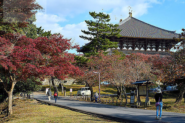 Nara-Park im Herbst mit Todaiji-Tempel im Hintergrund  Nara  Japan  Asien