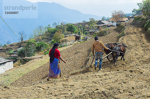 Nepalesisches Paar bei der Arbeit in einem Terrassenfeld  Bergdorf Dhampus  Nepal  Asien