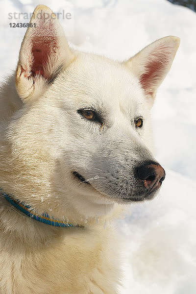 Nahaufnahme eines Husky-Hundes  Herkules  Husky-Farm  Torassieppi  Lappland  Nordfinnland  Europa