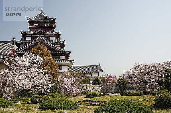 Schloss Momoyama während der Kirschblütenzeit  Kyoto  Japan  Asien