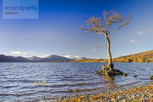 Einsamer Baum  Milarrochy Bay  Loch Lomond  Schottland  Vereinigtes Königreich  Europa