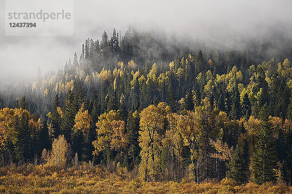 Gelbe Espen und Pappeln im Herbst mit Nebel  Uncompahgre National Forest  Colorado  Vereinigte Staaten von Amerika  Nordamerika