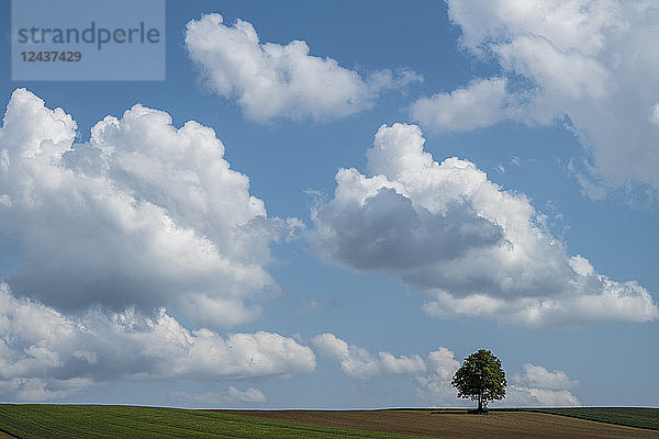 Austria  Burgenland  single tree