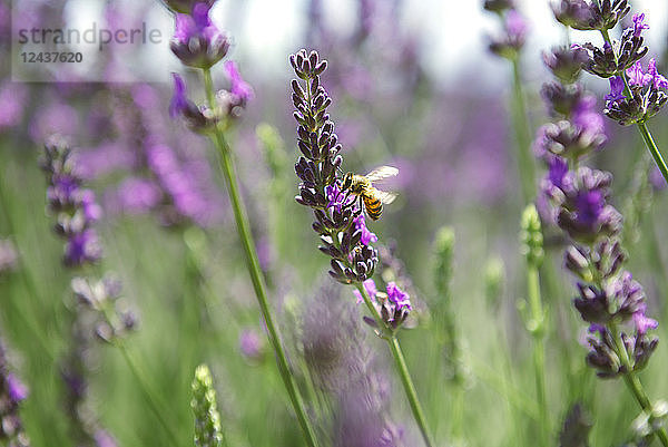 France  Provence  close-up of bee on a lavender flower in the summer