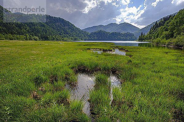 Germany  Bavaria  Upper Bavaria  Reit im Winkl  Lake Weitsee near Ruhpolding  Weitsee moor