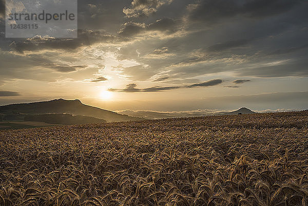 Germany  Constance district  barley field at Hegau with Hohenstoffeln in the background by sunset
