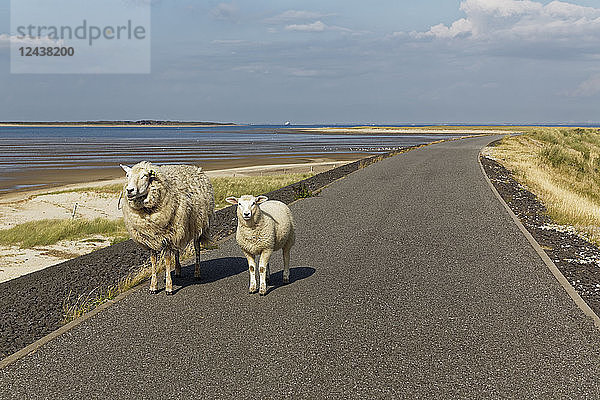 Germany  North Frisia  Sylt  Sheep on country road