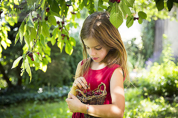 Portrait of little girl with basket of cherries