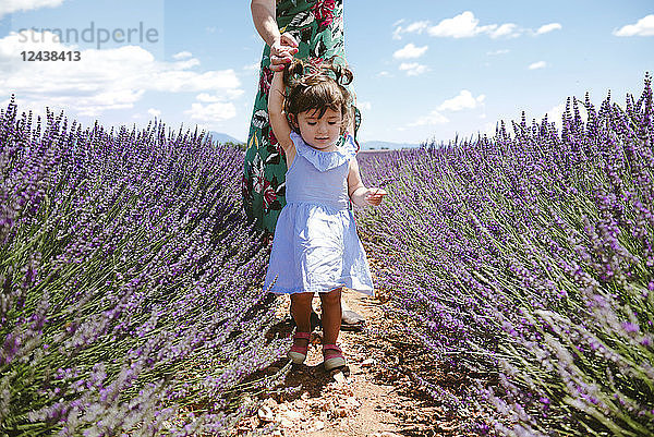 France  Provence  Valensole plateau  Mother and daughter walking among lavender fields in the summer