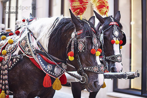 Poland  Krakow  two festive decorated horses