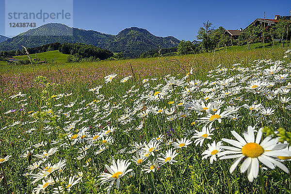 Germany  Bavaria  Upper Bavaria  Ruhpolding  Chiemgau Alps  Obergschwend  flowering marguerites  Untern Mountain in the background